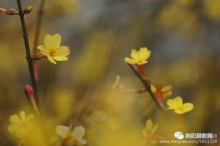 迎春花在几月份开放，是春季的哪个季节呢