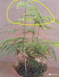 文竹生长太快，如何修剪才能控制生长