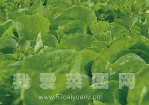 除草剂对蔬菜生长的影响