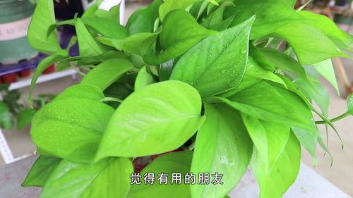 “翠绿枝叶，您可知这花名