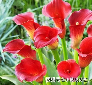 马蹄莲种球在什么季节和土壤条件下种植最适宜