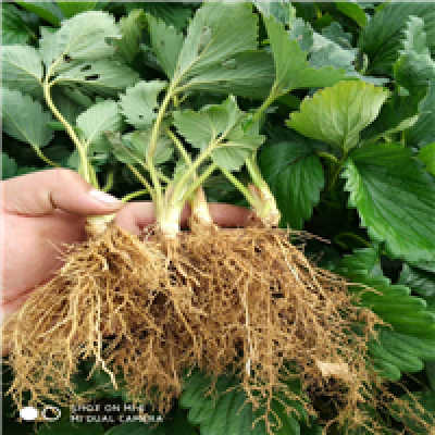 价格因地区和品种而异