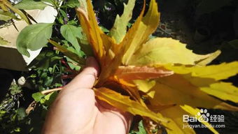 种花土壤消毒，如何有效去除病虫害