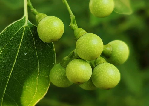 播种前的准备工作