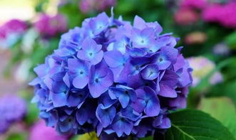 绣球花：蓝花的盛宴