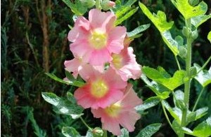 选择健康的种苗