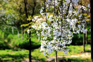 垂枝樱花的美，是一种怎样的美