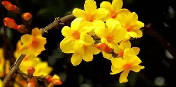 腊梅花与迎春花：季节的使者