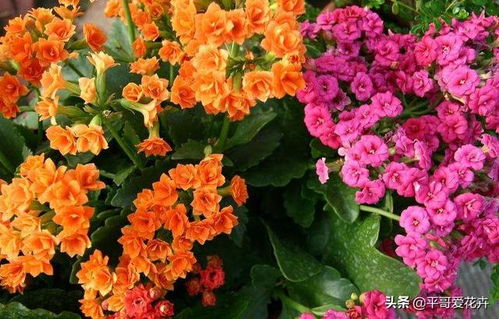长寿花有花苞后施什么肥最好？这样做花开不断