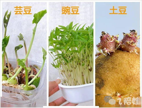“卷绢养护秘诀：三天一浇，轻松养出爆品花！”