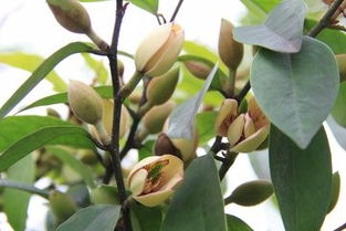 狗牙花北方越冬，如何安全过冬呢