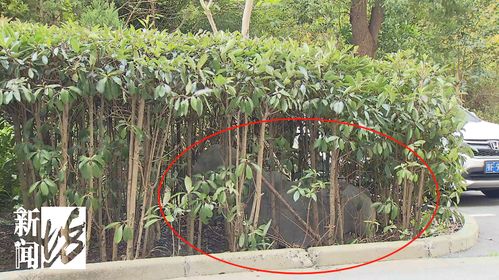 绿化带植物的选择与搭配