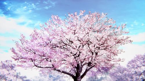 樱花草：爱至唯一，花语永恒