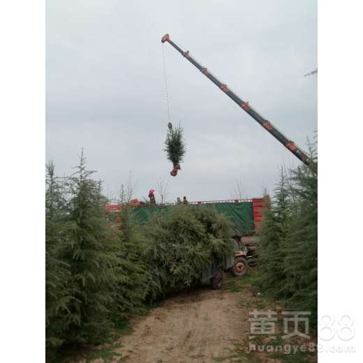 张里乡：雪松不受地域限制