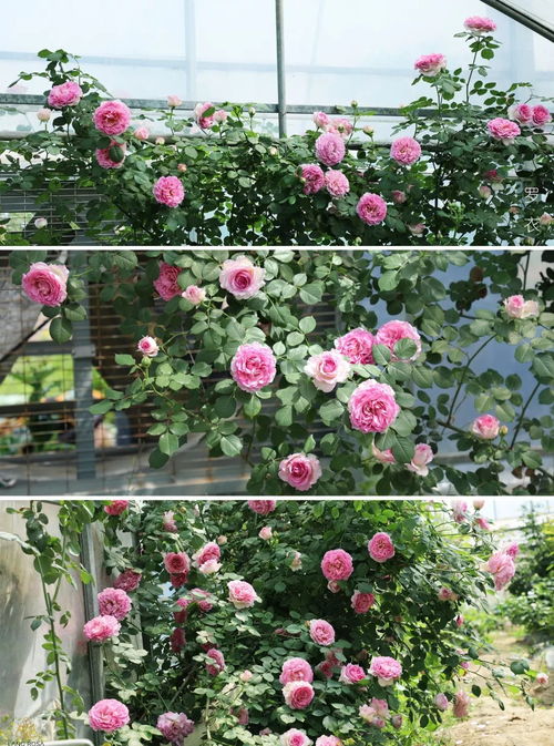 月季界的复古女神：倾我所Neng月季/孤注一掷Give It All