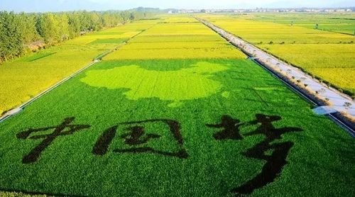 作物着色均匀：提高品质的秘密武器