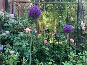 大花葱的种植小秘密