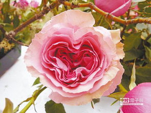 厄瓜多尔紫雾月季