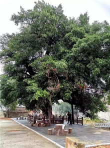 古树名木在园林中的角色：你了解多少？