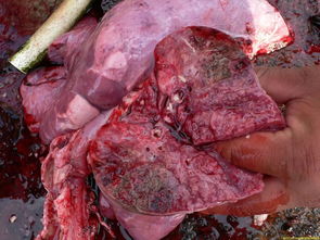 猪突然呼吸困难、口鼻流沫，这会是传染性胸膜肺炎引起的吗？