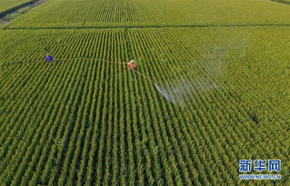 病虫害防治：确保荔枝健康生长