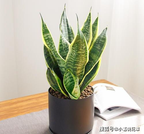 虎皮兰，美观又实用