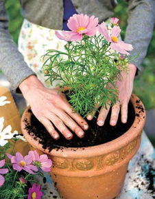 室内花园打造指南：百合花种植技巧大公开