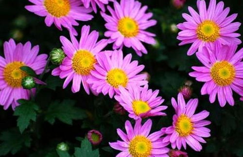 种植技巧：分株繁殖，这样操作