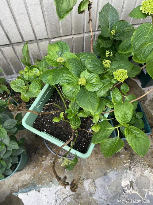 绣球花蕾打蔫，为何突然枯萎