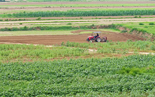 根系处理，秋榆生长的关键