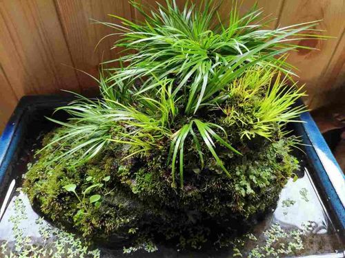 4. 菖蒲——水质小管家