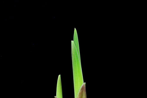 唐菖蒲高效繁殖技术：种球种植指南视频教程