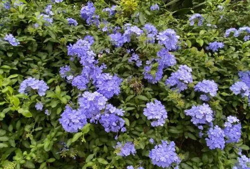 耐热花卉大盘点