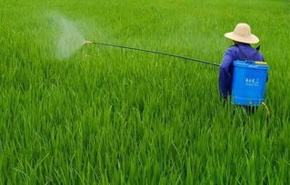 水稻田打农药神器，你了解多少这个？