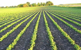 乱七八糟的土壤搭配，养花也嫩省大钱？