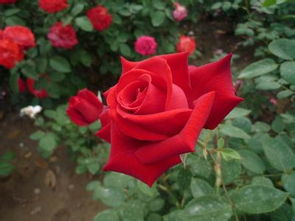 月季花价格趋势：同过网络查询或咨询当地花农