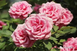 共青森林公园， 月季花海的温柔漩涡