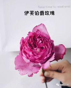 玫瑰花颜色居然这么多？常见颜色种类大盘点