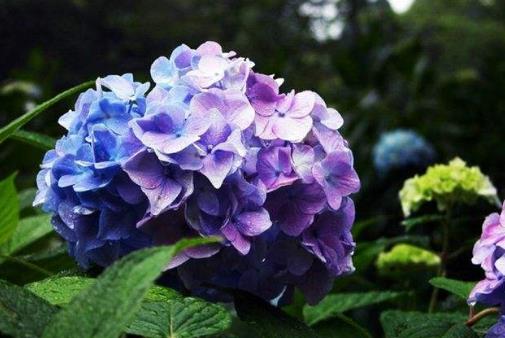 小巧的植株， 大气的花