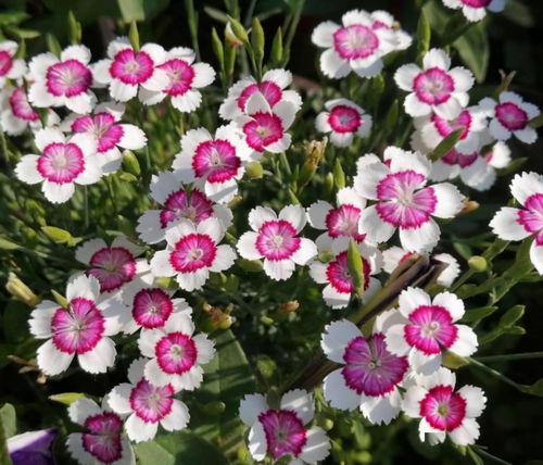 石竹花开花时间是什么时候，花期有多长