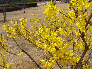 3. 紫荆：枝头的紫色烂漫