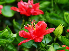 朱槿：防城港农户的私藏技法， 让花期延长15天