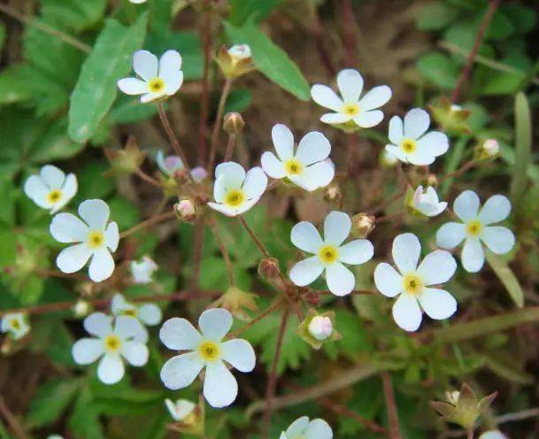 早樱草：粉嫩的花朵
