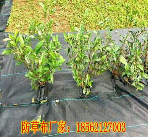 二、 高效农药推荐