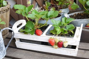 芽苗菜：小豆芽、 小菜苗，营养丰富