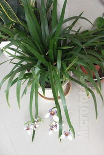 叶子长长的， 像兰花的绿化带常见花，到底叫什么呢？