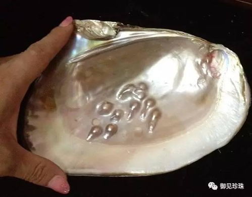 珍珠蚌养殖技术解析