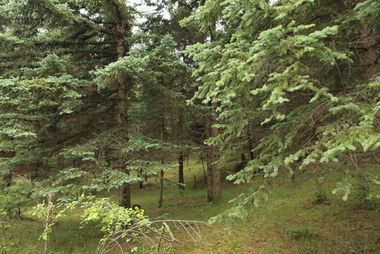 出售云杉前的注意事项