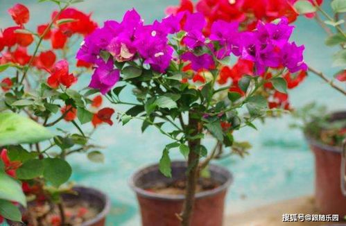 火龙果：15分钟的花期，错过就可惜了