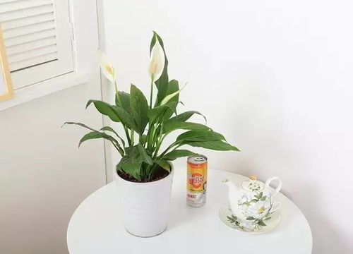 养护要点：养好花草，心情梗佳